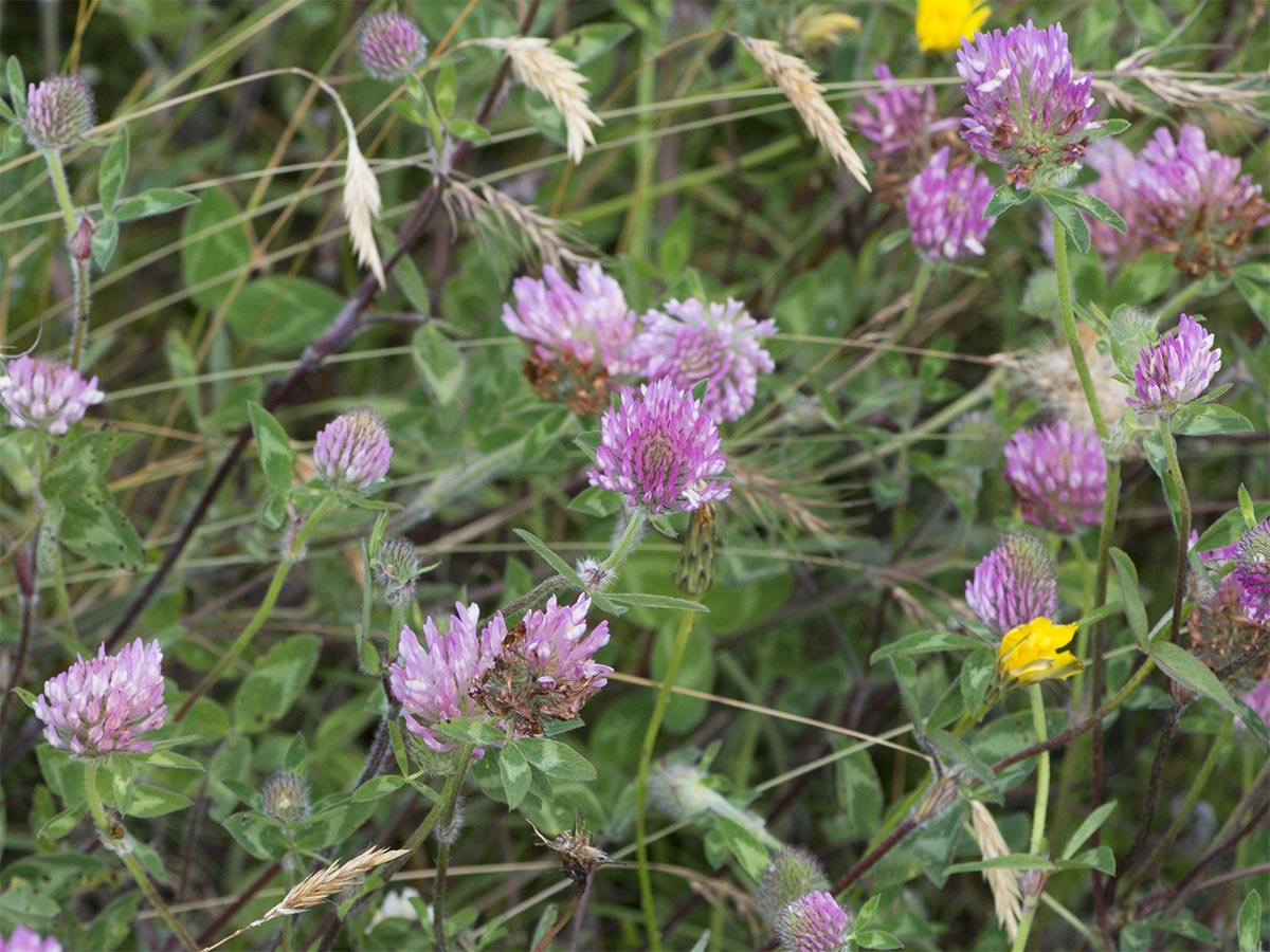 Trifolium pratense